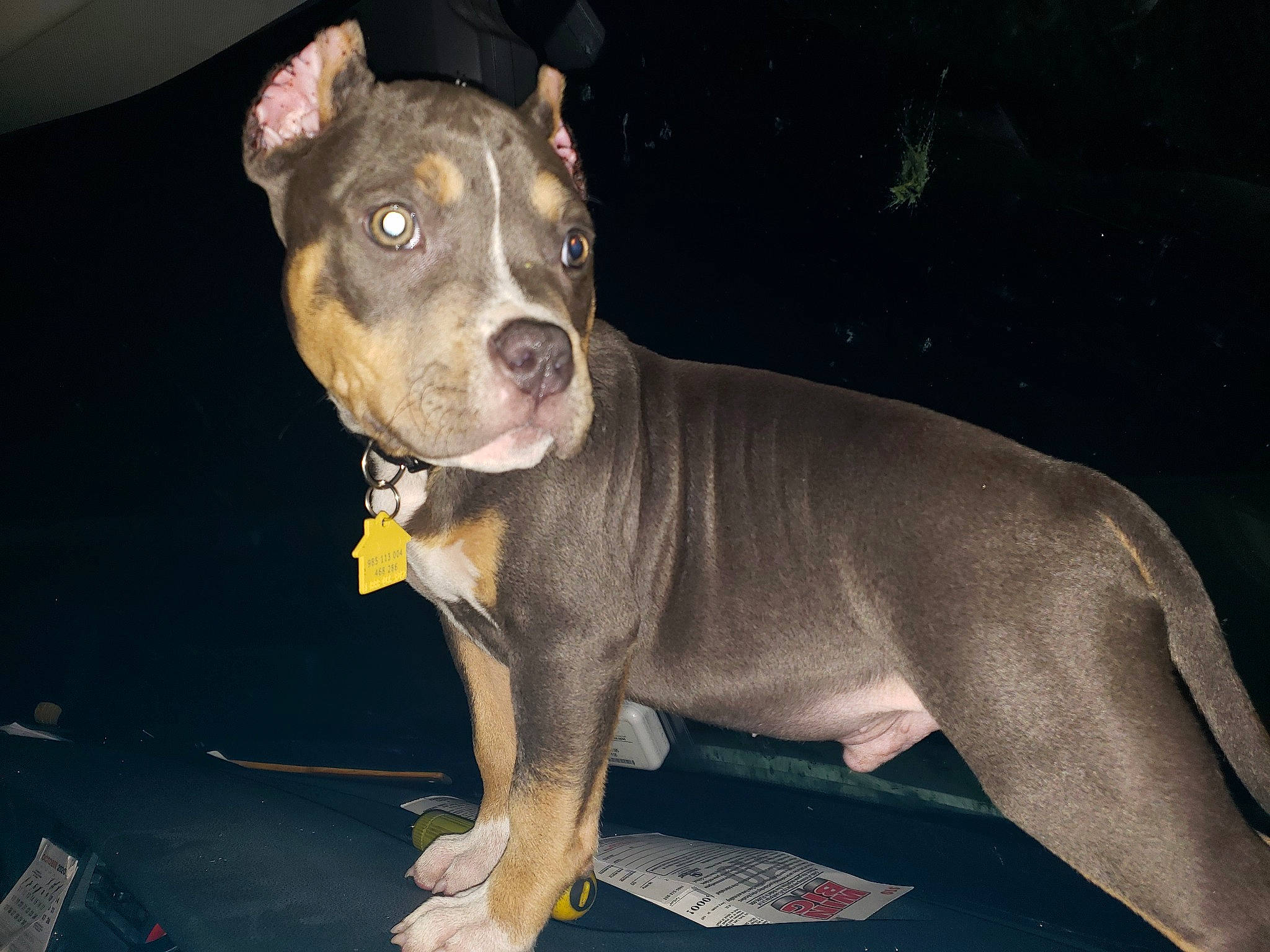 King is registered to the contest to win money with this photo: alaunt, american_pit_bull_terrier, american_staffordshire_terrier, bandog, bull_and_terrier, canidae, carnivore, cordoba_fighting_dog, dog, dog_breed, ear, fawn, mammal, molosser, non_sporting_group, pit_bull, rare_breed_dog, snout, staffordshire_bull_terrier, vertebrate