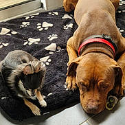 Kichta a rejoint le concours — aidez-le/la à gagner de superbes lots ! animal, black_dog, blanket, brown_dog, collar, companion, cozy, dog, floor, glass_door, indoor, large_dog, paw_prints, pet, quiet, relaxed, resting, small_dog, sunlight, tile_floor