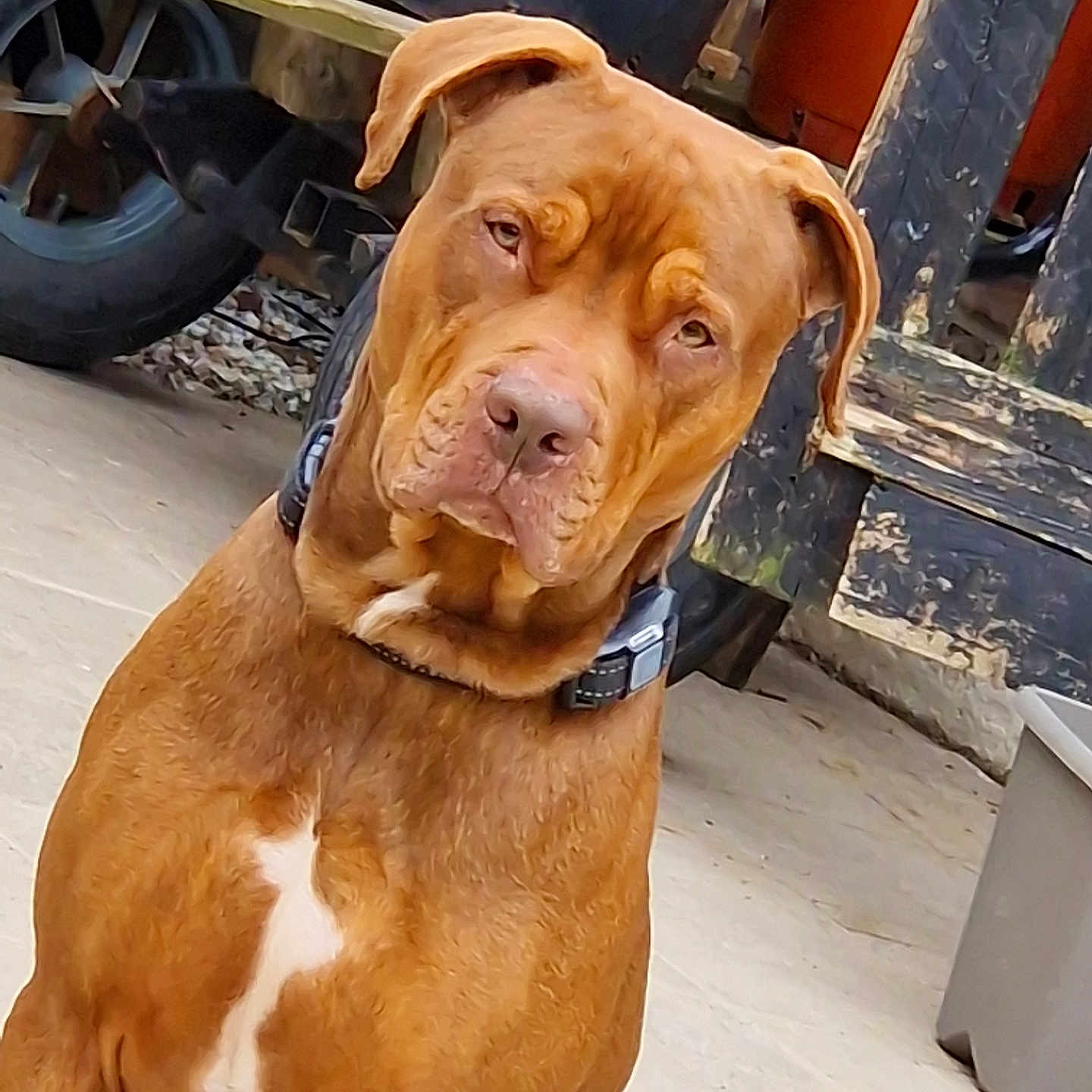Kichta a rejoint le concours — aidez-le/la à gagner de superbes lots ! animal, attentive, background, brown_dog, canine, closeup, collar, concrete_floor, dog, domestic_animal, ears, fur, loyal, metal_wheel, muzzle, outdoor, pet, sitting, white_patch, wooden_structure