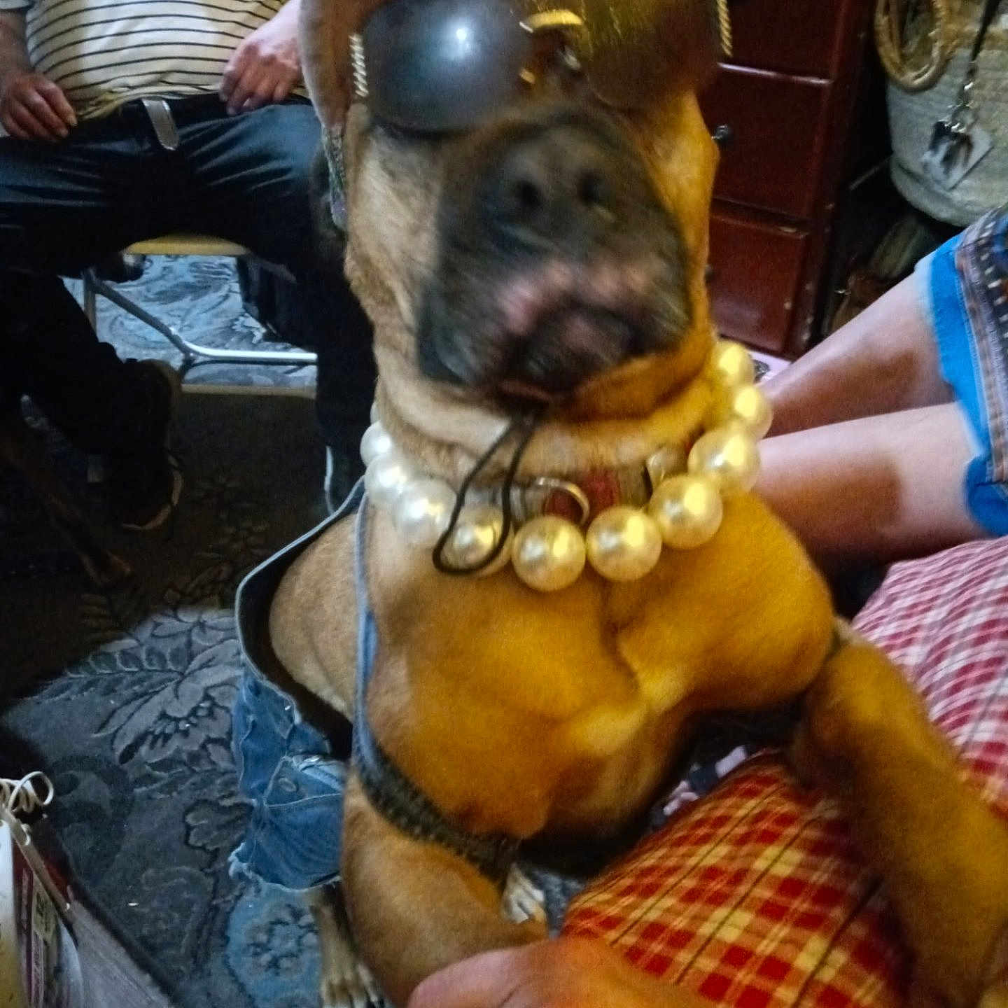 Attitude Or Attie joined the competition — help win amazing prizes! accessory, brown_dog, carpet, casual, chair, decor, denim_shorts, dog, floor, furniture, hand, holding_hand, home, indoor, necklace, person, person_sitting, pet, plaid_fabric, sunglasses