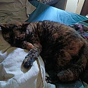 Harley joined the competition — help win amazing prizes! animal, bed, blanket, cat, comfort, cozy, domestic_animal, feline, fur, home, indoor, paw, peaceful, pet, quiet, relaxation, resting, sleeping, soft_light, tortoiseshell