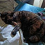 animal, bed, blanket, cat, comfort, cozy, domestic_animal, feline, fur, home, indoor, paw, peaceful, pet, quiet, relaxation, resting, sleeping, soft_light, tortoiseshell