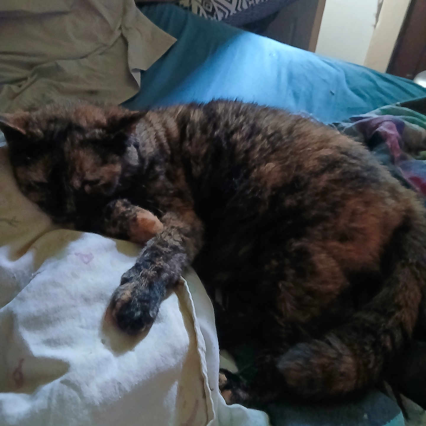 Harley joined the competition — help win amazing prizes! animal, bed, blanket, cat, comfort, cozy, domestic_animal, feline, fur, home, indoor, paw, peaceful, pet, quiet, relaxation, resting, sleeping, soft_light, tortoiseshell
