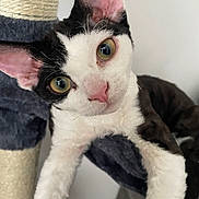 Katsu joined the competition — help win amazing prizes! animal, black_and_white, cat, cat_tree, close_up, curious, cute, domestic, ears, feline, fur, green_eyes, indoor, looking_at_camera, paw, pet, playful, portrait, soft, whiskers