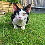 Katsu joined the competition — help win amazing prizes! cat, black_and_white, grass, outdoor, garden, fence, plant, greenery, pet, animal, cute, curious, whiskers, ears, eyes, nature, mammal, feline, close_up, daylight