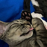 Kovu is registered to the contest to win money with this photo: cat, tabby, sleeping, tongue_out, paw, whiskers, closeup, fur, pet, domestic_animal, relaxed, blue_blanket, cute, animal, resting, cozy, indoor, feline, soft, napping