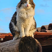 Zlatan a rejoint le concours — aidez-le/la à gagner de superbes lots ! cat, fluffy, animal, outdoor, wood, beam, sky, blue_sky, fur, pet, sitting, close_up, nature, roof_tiles, tail, whiskers, alert, daylight, majestic, feline
