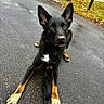 Bonnie joined the competition — help win amazing prizes! alert, animal, asphalt, black_dog, canine, collar, daylight, dog, ears, grass, leash, mammal, nature, outdoor, paws, pet, road, sidewalk, watching, wooden_post
