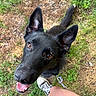 Bonnie joined the competition — help win amazing prizes! dog, black_dog, pet, grass, outdoor, leash, happy, tongue_out, ears_up, brown_eyes, person, legs, sneakers, summer, nature, canine, playful, close_up, animal, companion