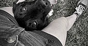 Bonnie joined the competition — help win amazing prizes! dog, black_dog, tongue_out, grass, legs, denim_shorts, sneakers, black_and_white, outdoor, pet, happy, playful, closeup, canine, friendship, casual, summer, nature, animal, candid