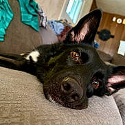 Bonnie is registered to the contest to win money with this photo: black_dog, blanket, brown_eyes, casual, close_up, couch, cozy, dog, ears, fur, furniture, home, indoor, living_room, lying_down, nose, pet, relaxed, staircase, wood_paneling