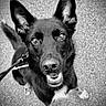 Bonnie joined the competition — help win amazing prizes! animal, black_and_white, canine, close_up, dog, ears, eyes, four_legs, fur, happy, leash, looking_up, mouth, outdoor, pavement, pet, playful, portrait, smiling, tail