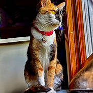 Madzie Bane is registered to the contest to win money with this photo: cat, calico, pet, animal, window, collar, bell, fur, whiskers, perch, sunlight, indoor, looking_out, sitting, cute, domestic_cat, feline, ears, tail, soft