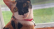 Madzie Bane is registered to the contest to win money with this photo: animal, background, calico_cat, cat, collar, curious, domestic_cat, ears, eye_contact, feline, fur, greenery, house_pet, indoor, looking, natural_light, pet, whiskers, window, wooden_sill