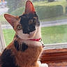 Madzie Bane is registered to the contest to win money with this photo: cat, calico_cat, pet, indoor, window, wooden_sill, collar, curious, looking, animal, feline, fur, whiskers, ears, eye_contact, domestic_cat, house_pet, natural_light, greenery, background