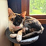 Madzie Bane is registered to the contest to win money with this photo: cat, calico, cat_tree, window, indoor, pet, feline, animal, fur, whiskers, collar, bell, curious, resting, greenery, nature_outside, soft_light, cozy, portrait, domestic_animal