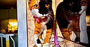 Madzie Bane joined the competition — help win amazing prizes! cat, calico_cat, reflection, orange_eyes, collar, indoor, tile, curious, walking, closeup, pet, animal, feline, whiskers, ears, face, mirror, household, domestic, fur