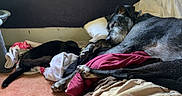 Reign is registered to the contest to win money with this photo: dog, cat, sleeping, blanket, pillow, indoor, resting, cozy, black_dog, black_cat, animal, pets, floor, carpet, relaxation, companion, friendship, home, nap, fur