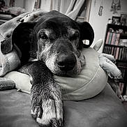 Reign joined the competition — help win amazing prizes! animal, black_and_white, blanket, bookshelf, calm, close_up, companion, cozy, decor, dog, furniture, homedecor, indoors, paw, pet, pillow, portrait, relaxed, resting, sleepy