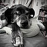 animal, black_and_white, blanket, bookshelf, calm, close_up, companion, cozy, decor, dog, furniture, homedecor, indoors, paw, pet, pillow, portrait, relaxed, resting, sleepy