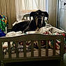 Reign joined the competition — help win amazing prizes! dog, bed, blanket, indoor, curtain, window, wood_paneling, door, furniture, pet, resting, cozy, animal, canine, sleeping_area, soft_light, home, comfort, large_dog, quiet