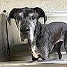 Reign is registered to the contest to win money with this photo: dog, black_dog, older_dog, gray_fur, pet, canine, indoor, metal_tub, curious, close_up, portrait, animal, ears, snout, fur, looking_at_camera, pet_care, bath_area, veterinary, waiting