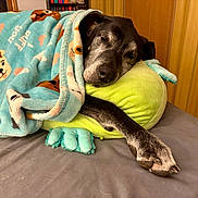 Reign joined the competition — help win amazing prizes! dog, blanket, plush_pillow, bed, resting, indoor, wooden_wall, cozy, sleepy, black_dog, gray_fur, animal, pet, comfort, cute, heart, pattern, soft_texture, relaxing, peaceful