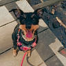 Bella joined the competition — help win amazing prizes! dog, puppy, leash, harness, wooden_deck, sunlight, shadow, happy, tongue_out, ears_up, pet, cute, outdoor, smiling, small_dog, black_and_tan, looking_up, animal, playful, daylight