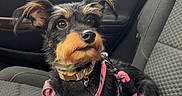 Bella joined the competition — help win amazing prizes! dog, pet, car_interior, seat, harness, black_dog, tan_dog, small_dog, leash, window, curious, alert, furry, canine, domestic_animal, travel, transportation, side_view, indoors, companion
