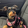 dog, pet, car_interior, seat, harness, black_dog, tan_dog, small_dog, leash, window, curious, alert, furry, canine, domestic_animal, travel, transportation, side_view, indoors, companion