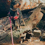 Bella joined the competition — help win amazing prizes! dog, animal, outdoor, nature, tree_trunk, rock, leash, harness, moss, curious, small_dog, pet, standing, sunlight, forest_floor, adventure, canine, brown, black, ears