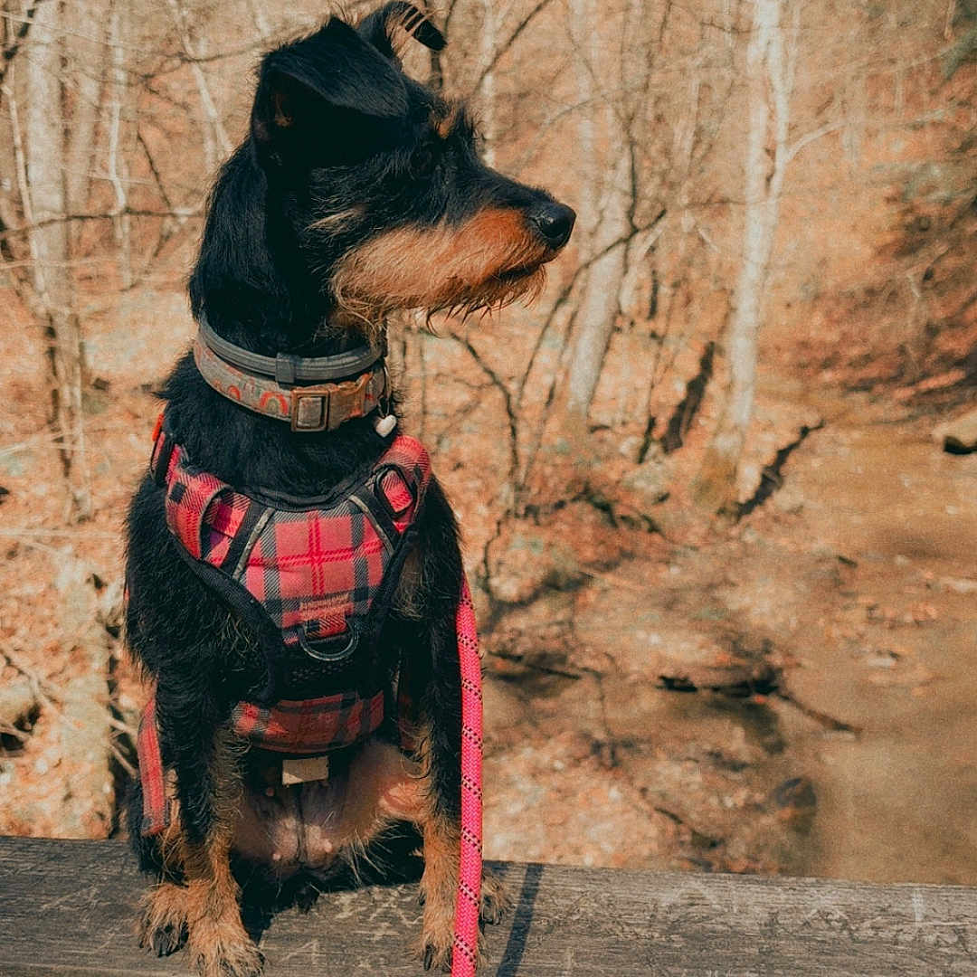 Bella