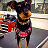 Bella joined the competition — help win amazing prizes! dog, small_dog, black_dog, tan_dog, pet, harness, pink_harness, table, workshop, tools, garage, indoor, curious, standing, close_up, animal, face, ears, fur, collar