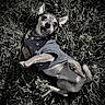 Mickey is registered to the contest to win money with this photo: animal, canine, casual, clothing, cute, denim, dog, ears, fur, grass, happy, lying_down, nature, outdoor, paws, pet, playful, shirt, small_dog, sunlight