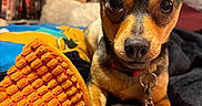 Mickey joined the competition — help win amazing prizes! bedroom, black, blanket, books, brown, closeup, collar, comfort, cozy, curious, dog, ears, fur, home, indoor, pet, relaxed, shelf, small_dog, toy