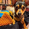 bedroom, black, blanket, books, brown, closeup, collar, comfort, cozy, curious, dog, ears, fur, home, indoor, pet, relaxed, shelf, small_dog, toy