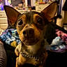 animal, blanket, blurred_background, close_up, colorful, companion, cozy, curious, cute, dog, domestic, ears, eyes, furniture, home, indoor, mammal, pet, portrait, small_dog