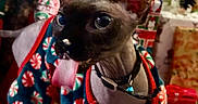 Jeffie joined the competition — help win amazing prizes! cat, hairless_cat, pet, tongue_out, christmas_tree, holiday, pajamas, festive, indoors, carpet, wrapped_presents, decorations, collar, animal, cute, playful, christmas, holiday_season, pet_clothing, closeup