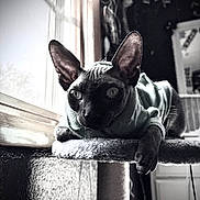 Jeffie joined the competition — help win amazing prizes! sphynx_cat, cat, indoor, window, cat_tree, pet, animal, cozy, sweater, ears, wrinkled_skin, black_and_white, portrait, feline, resting, looking, close_up, furniture, home, curtains