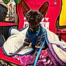 Jeffie joined the competition — help win amazing prizes! sphynx_cat, cat, pet, animal, hairless_cat, sweater, blanket, chair, indoor, closeup, feline, ears, collar, leash, resting, cute, looking, furry_blanket, red_chair, cozy