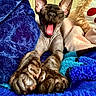 Jeffie is registered to the contest to win money with this photo: cat, hairless_cat, yawning, paws, blanket, blue_blanket, plush_toy, lion_toy, cozy, indoor, feline, pet, stretching, furless, cute, animal, relaxed, closeup, soft_texture, resting