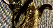 Canary is registered to the contest to win money with this photo: cat, black_cat, yellow_eyes, fluffy, pet, animal, indoor, carpet, texture, lying_down, curious, mischievous, fur, whiskers, ears, paws, close_up, portrait, cute, domestic_animal