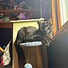 Canary is registered to the contest to win money with this photo: cat, black_cat, cat_tree, window, sunlight, indoor, stuffed_animals, shelf, curious, feline, pet, cozy, fur, green_eyes, playful, relaxed, animal, domestic, resting, home