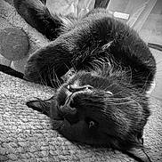 Canary joined the competition — help win amazing prizes! black_cat, cat, pet, feline, lying_down, upside_down, carpet, texture, whiskers, fangs, playful, indoor, cozy, fur, animal, closeup, resting, sleepy, black_and_white, domestic_cat
