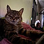 Luna is registered to the contest to win money with this photo: cat, tabby, pet, indoor, relaxing, sleepy, fur, whiskers, paws, blanket, cozy, resting, animal, domestic, cute, feline, soft, comfort, home, closeup