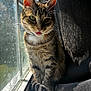 Luna is registered to the contest to win money with this photo: cat, tabby, tongue_out, window, sunlight, indoor, feline, pet, fur, whiskers, ears, tail, cushion, dust, shadow, closeup, animal, cute, relaxed, portrait
