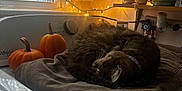 Luna is registered to the contest to win money with this photo: cat, tabby, sleeping, laundry, washing_machine, pants, pumpkins, fairy_lights, window, curtain, snowman, figurine, indoor, cozy, decor, soft_lighting, home, relaxation, autumn, festive