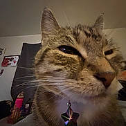 Luna joined the competition — help win amazing prizes! cat, tabby, close_up, indoor, pet, whiskers, fur, star_pendant, curious, face, animal, domestic, collar, feline, background, household, cozy, blurred_background, muzzle, ears