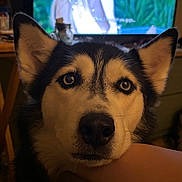 Layla is registered to the contest to win money with this photo: animal, black_and_white, blurred_background, close_up, companion, cozy, dog, domestic_animal, ears, eyes, face, fur, human_arm, husky, indoor, looking, pet, portrait, resting, television
