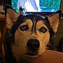 dog, husky, close_up, pet, indoor, animal, face, ears, fur, black_and_white, eyes, resting, human_arm, television, blurred_background, cozy, companion, domestic_animal, portrait, looking